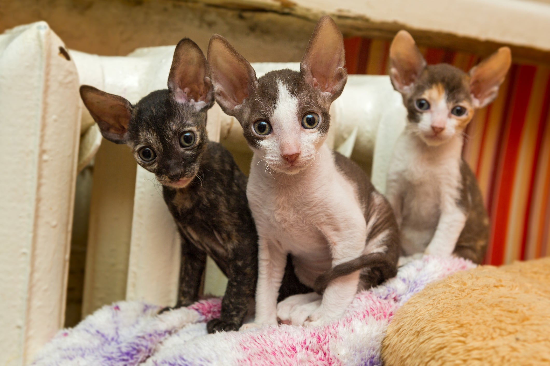 O faixa de preço de um filhote de gato Cornish Rex pode ter grandes variações