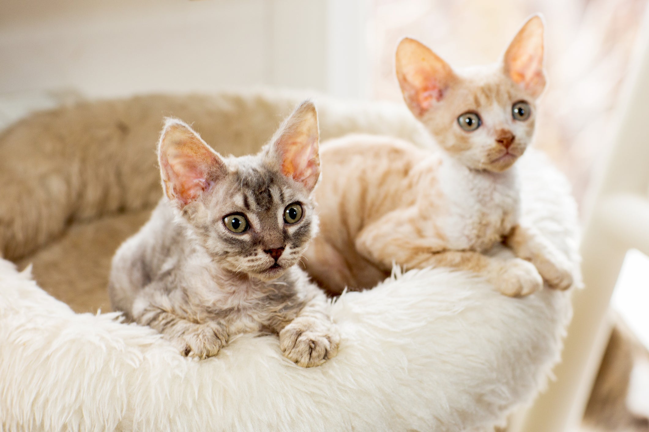 O comportamento do Cornish Rex é comparado com o de cachorros