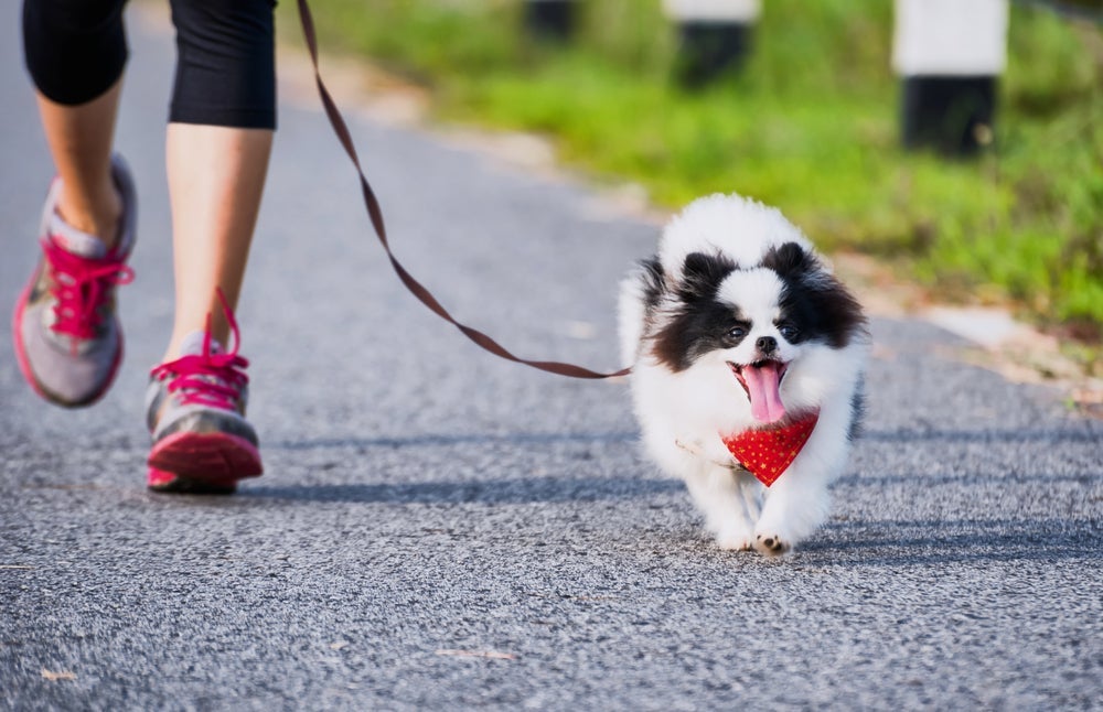 Antes de começar a correr com o cachorro, é fundamental ter a liberação de um médico-veterinário