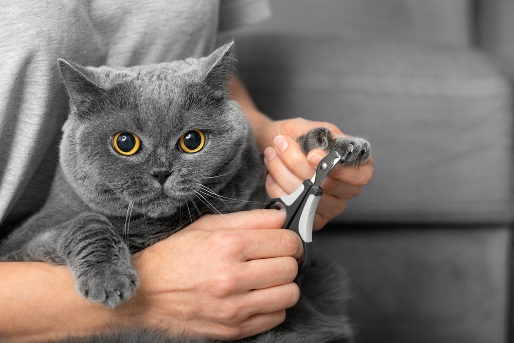 O cortador de unha de gato te ajuda a criar uma rotina para deixar as unhas do pet aparadas, evitando danos na casa e até mesmo que ele se arranhe ao se coçar.