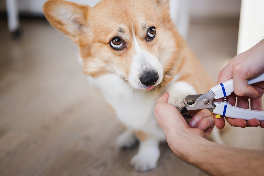 Para cortar unha de cachorro sem estressá-lo, é recomendado acostumar o pet com o procedimento desde filhote