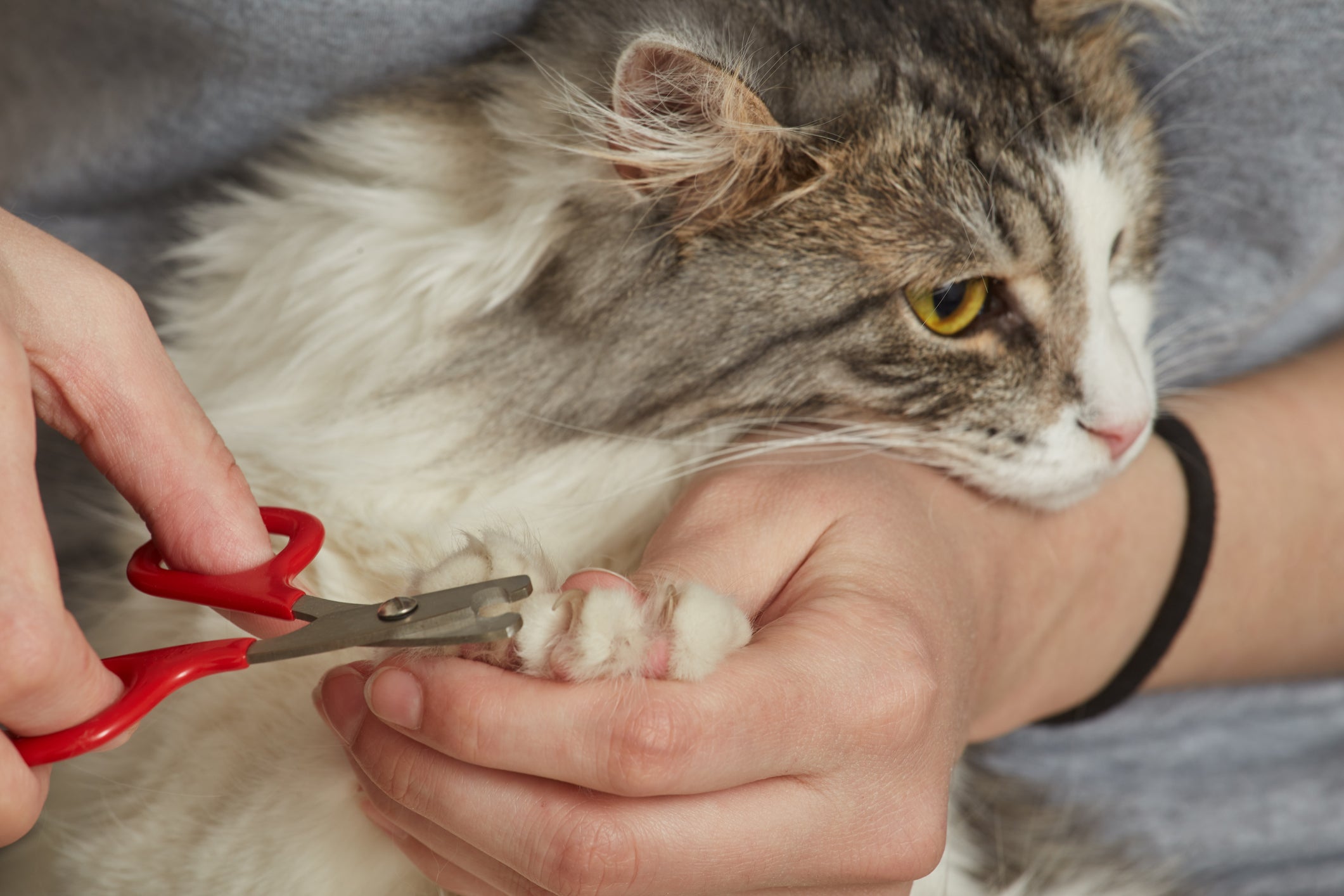 Para cortar unhas de gato, é fundamental usar as ferramentas certas