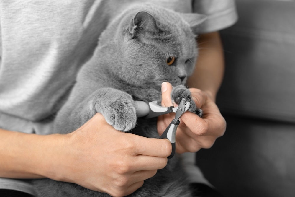 Aparar as unhas dos gatos é importante para evitar que eles se arranhem ou destruam os móveis da casa.