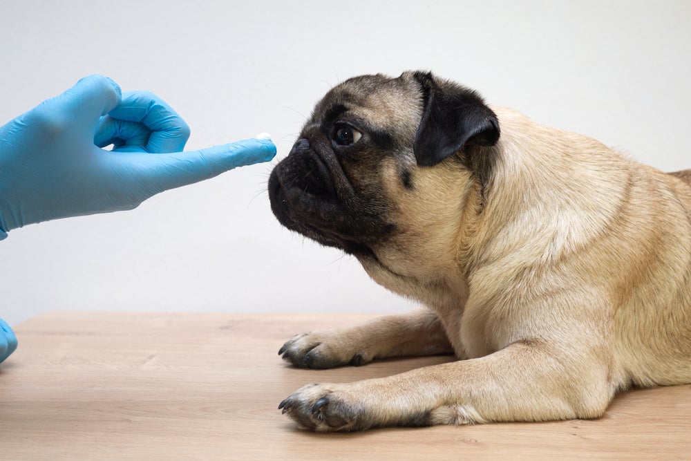 A pomada corticoide para cachorro é uma das opções do medicamento
