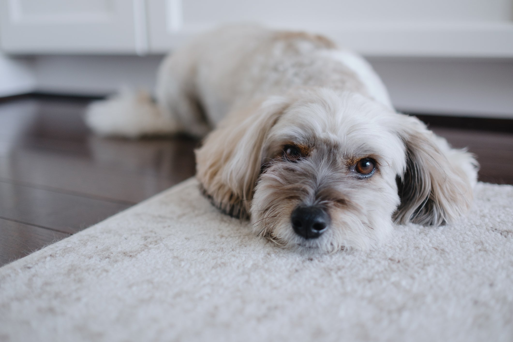 O cachorro Coton de Tulear é todo branquinho, mas pode apresentar manchas mais escuras em algumas regiões do corpo