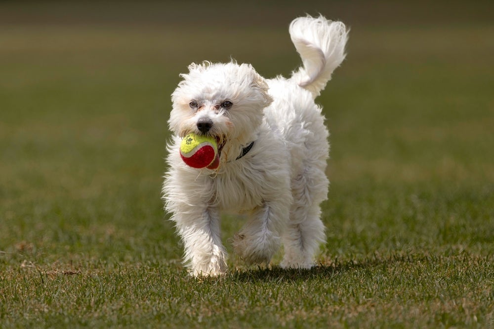 Raça de cachorro branco peludo, o Coton de Tulear é cheio de energia para brincar