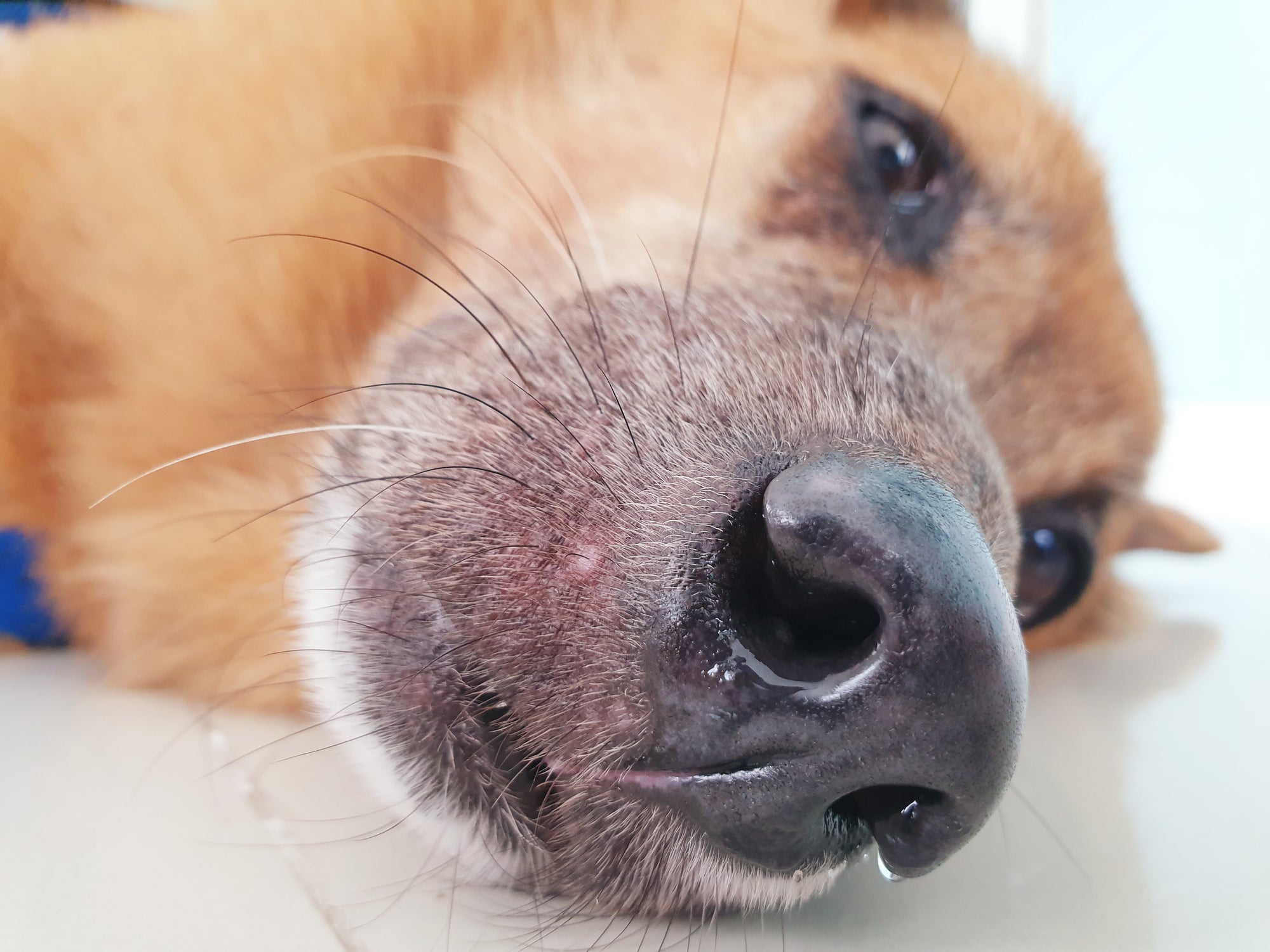Cachorro tem espinha! As raças com pouco pelo são as mais propensas a desenvolverem o problema