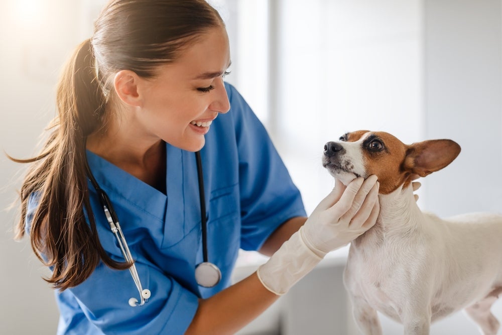 A acne canina deve ser diagnosticada por um veterinário