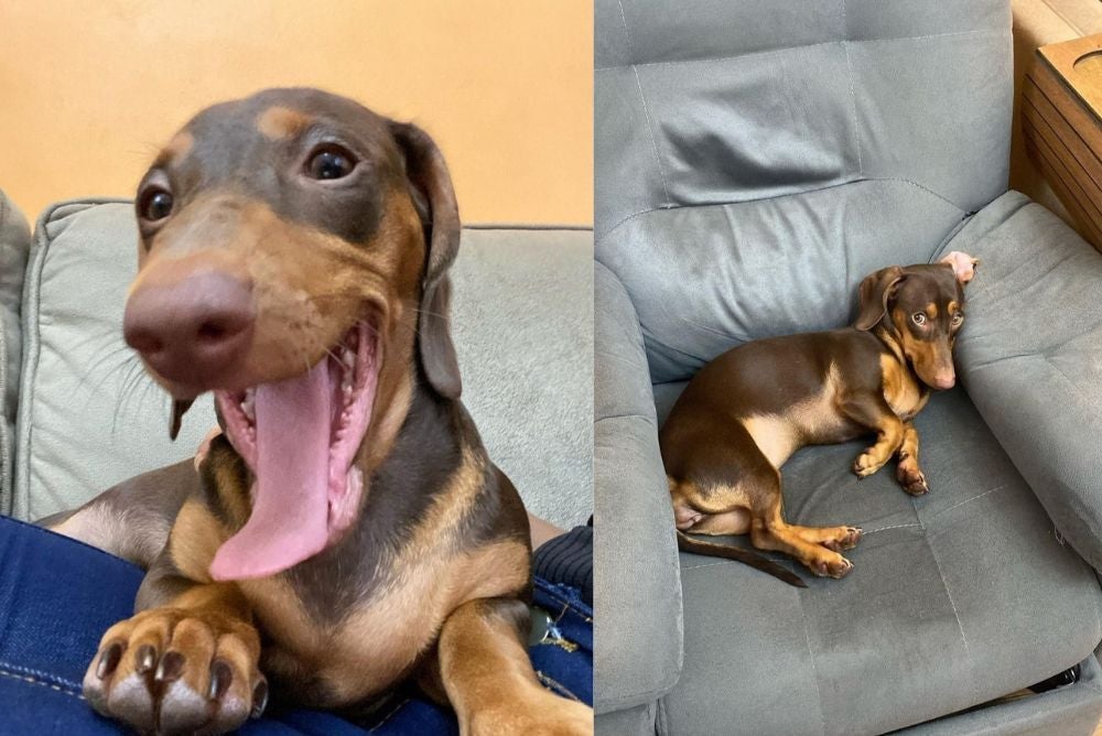 Paçoca é da raça Dachshund e só visita creche para cachorro que sejam de confiança