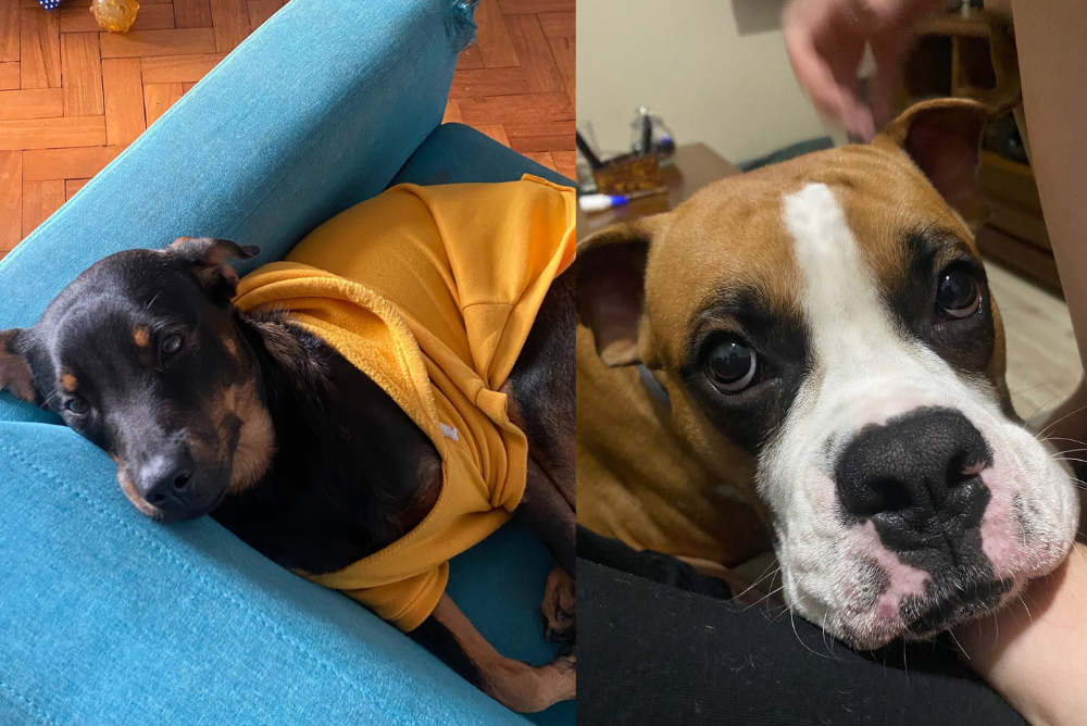 Na esquerda, Salvador; na direita, Bruce: dois cãezinhos que dão trabalho para os “tios” da creche canina