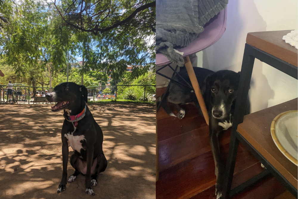 O bem-estar de Amora é a maior preocupação de sua tutora ao deixá-la em uma creche canina