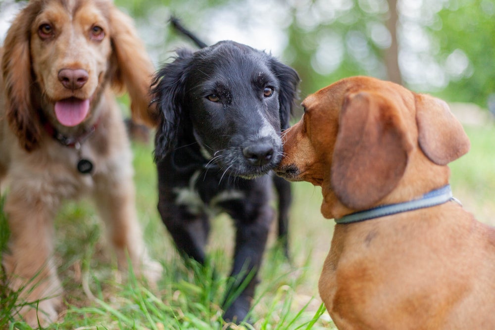 A crece para cachorro é um ótimo lugar para estimular a socialização.