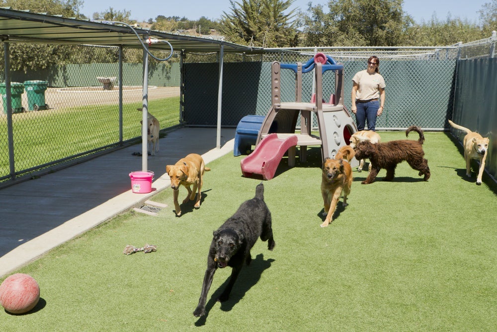 Uma creche legal para cachorro tem espaço para os animais correrem e brincarem