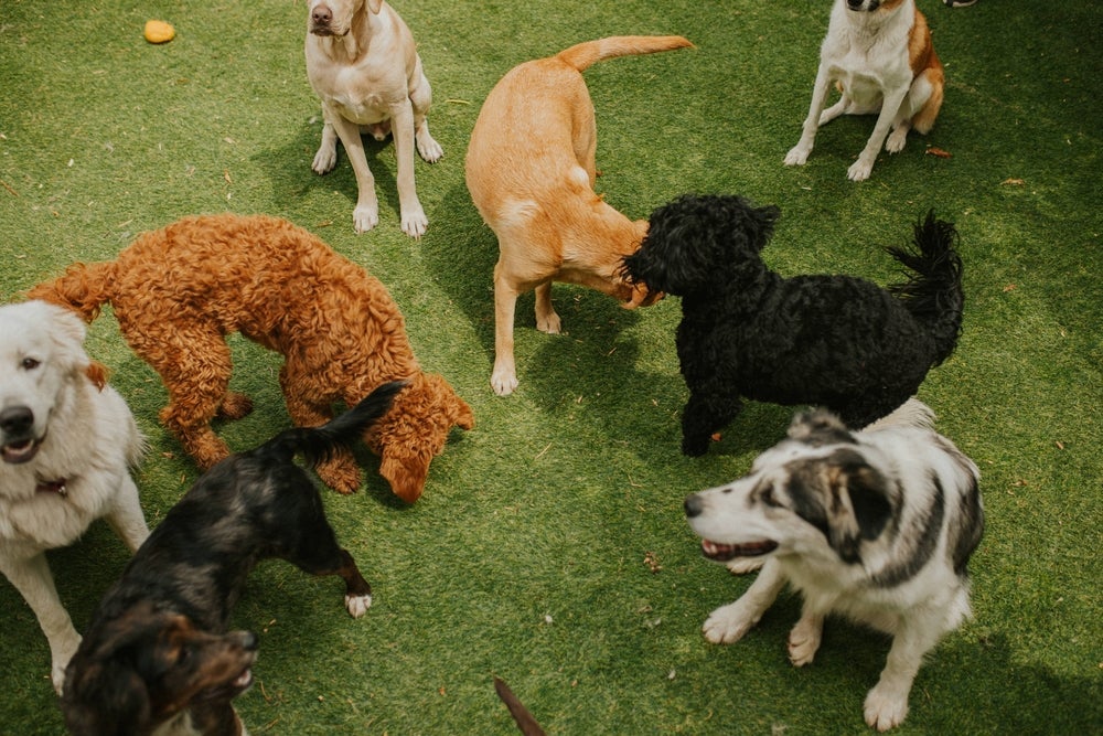 A creche pet é ótima para os peludos fazerem aumigos