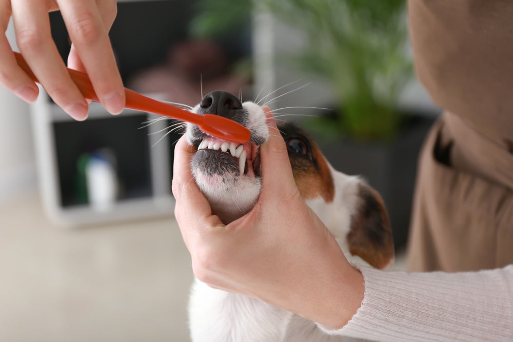 Creme dental: cachorro precisa ter seus dentes escovados adequadamente para prevenir o tártaro