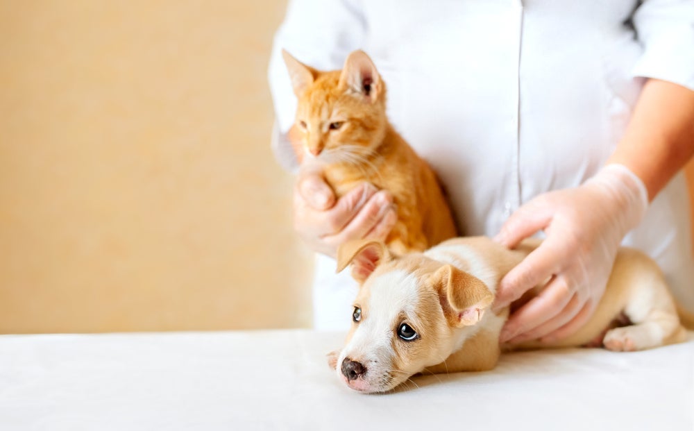 O criptorquidismo em gatos e cães é uma doença genética e por isso não é indicado reproduzir animais com o gene