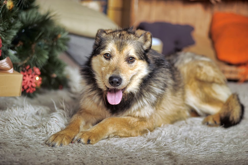 O Shepsky é um ótimo cão de guarda
