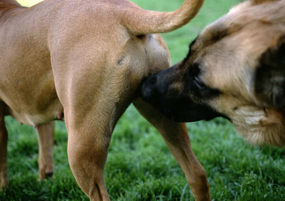 Antes do cruzamento, cachorros gostam de cheirar um ao outro