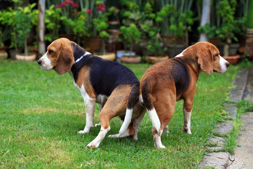 O cruzamento de cachorro acontece em posição inusitada