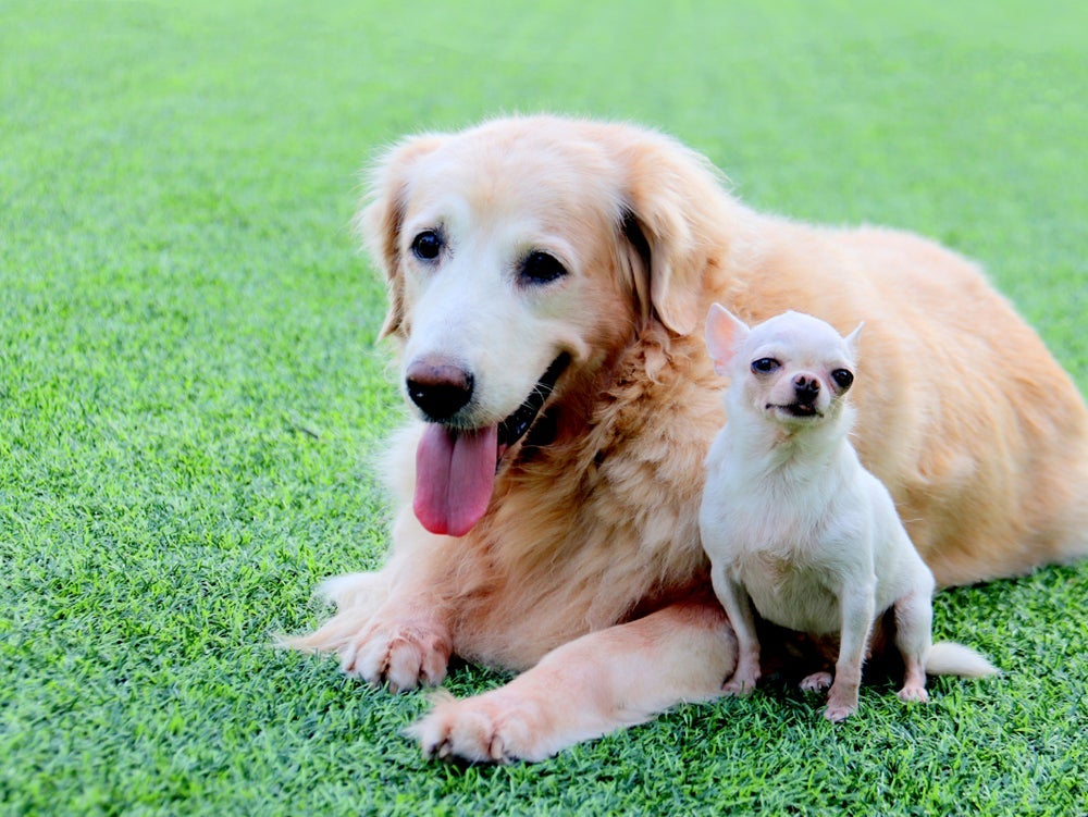 A cruza de cachorro grande com cadela pequena pode ser bem problemática