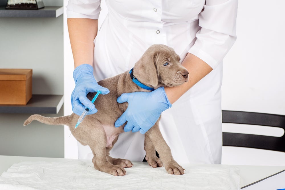 As vacinas do cachorro precisam de reforço anual