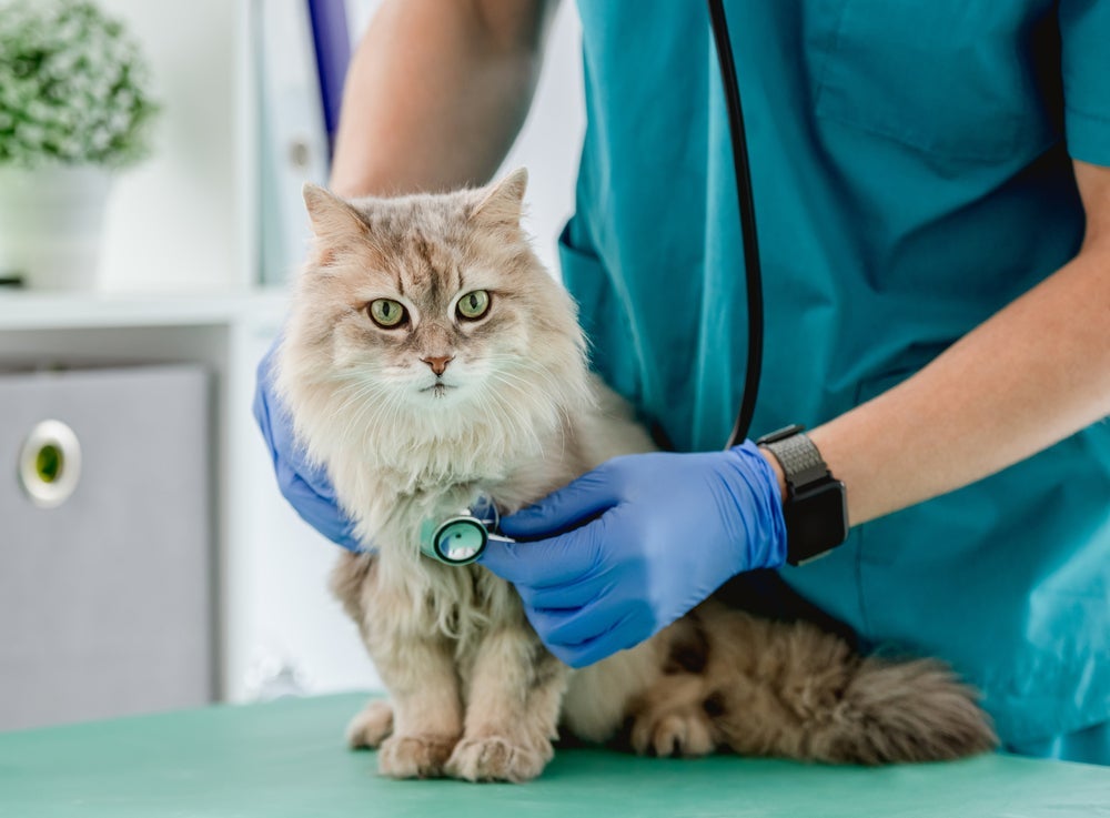 Marque consultas regulares com um veterinário, especialmente se o seu gato já for idoso (a partir dos sete anos).