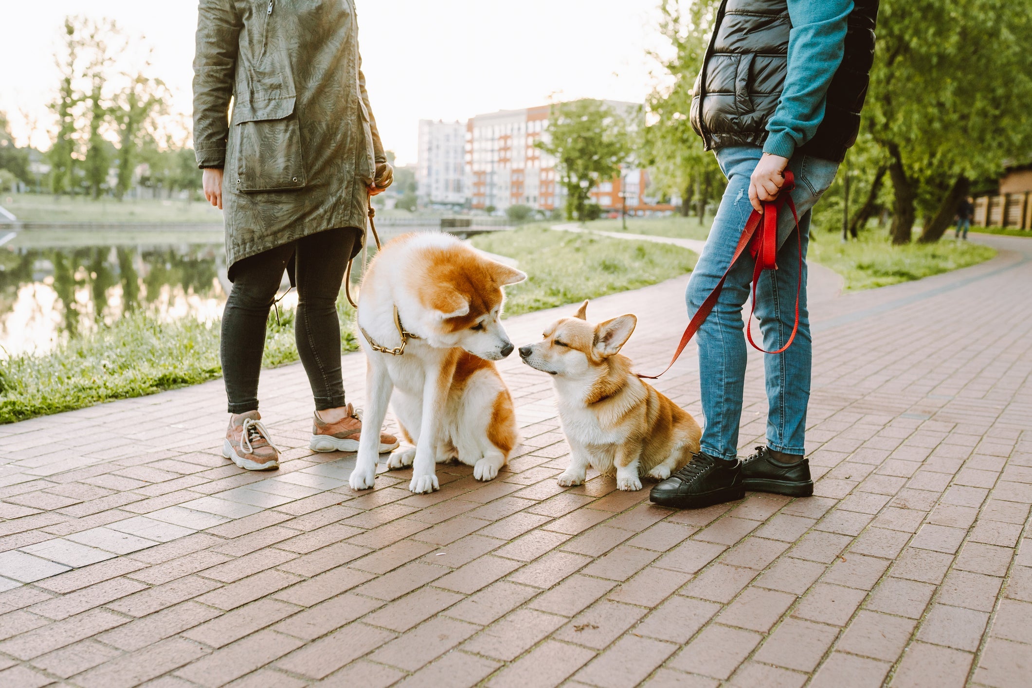 Saber como socializar cães é necessário para que o pet saiba se comportar perto de outras pessoas e animais