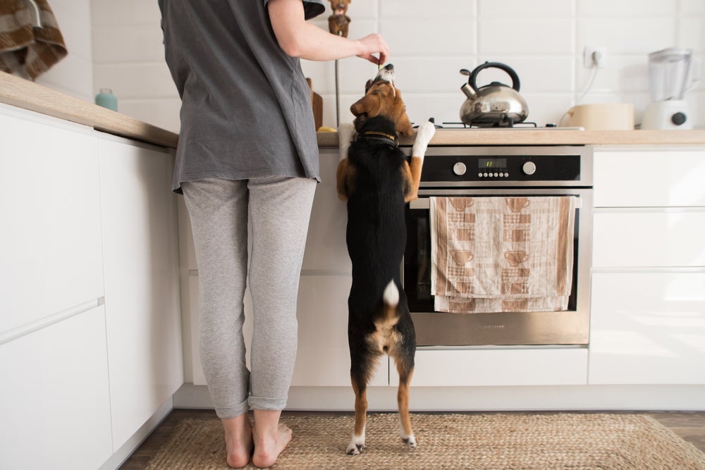 Cuidar de cachorro: para evitar queimaduras em cães, não deixe o animal por perto quando você estiver cozinhando