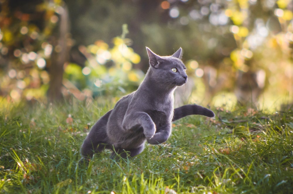 Curiosidade sobre gatos: os felinos têm alta capacidade para saltos