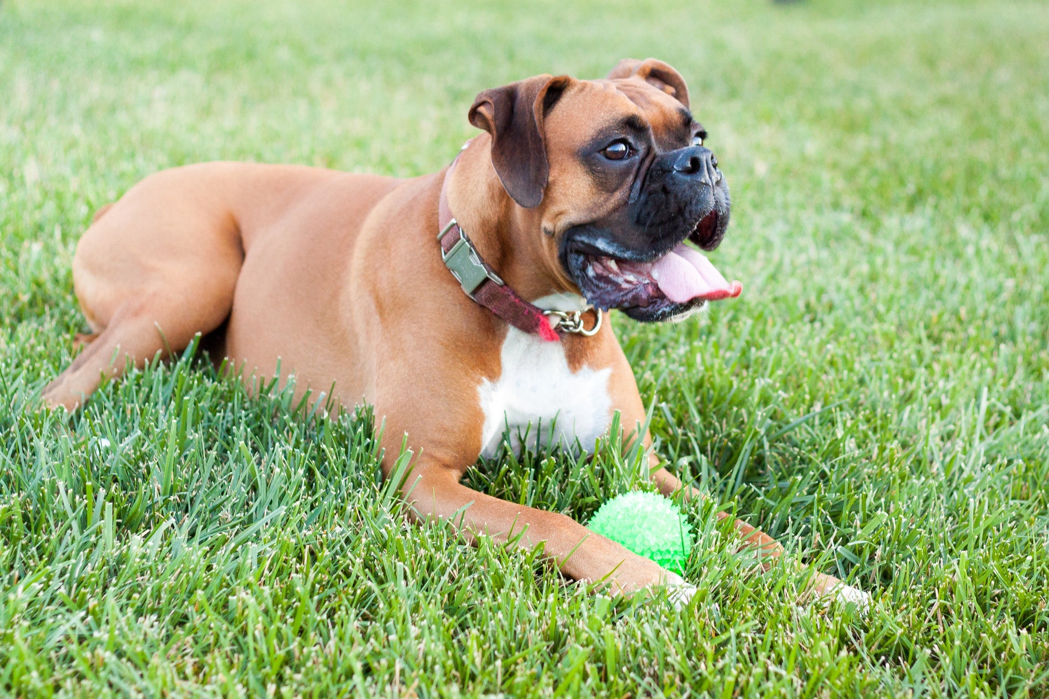 O Boxer é um cachorro brincalhão, inteligente e muito leal à família