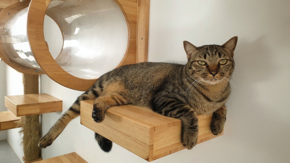 Curiosidade felina: os gatos gostam de lugares altos porque conseguem enxergar todo o ambiente