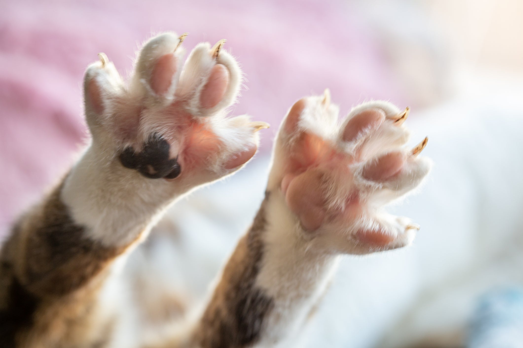 Os gatos transpiram pelas patinhas por conta das glândulas sudoríparas localizadas ali