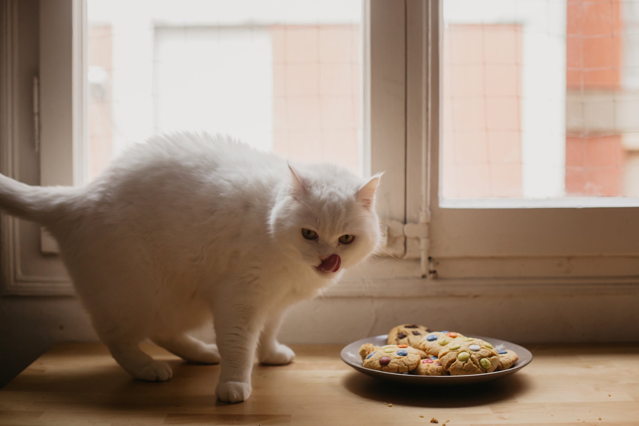 Gatos não costumam se interessar por alimentos doces