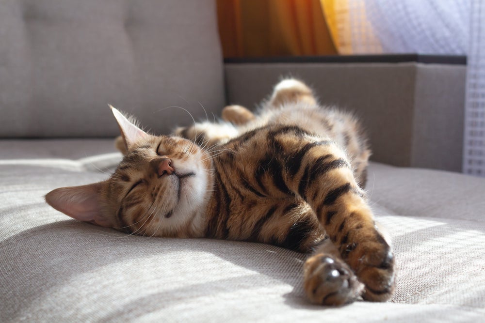 Gato dormindo: os bichanos passam de 12 a 16 horas por dia de olhos fechados, entre cochilos e sonos mais profundos