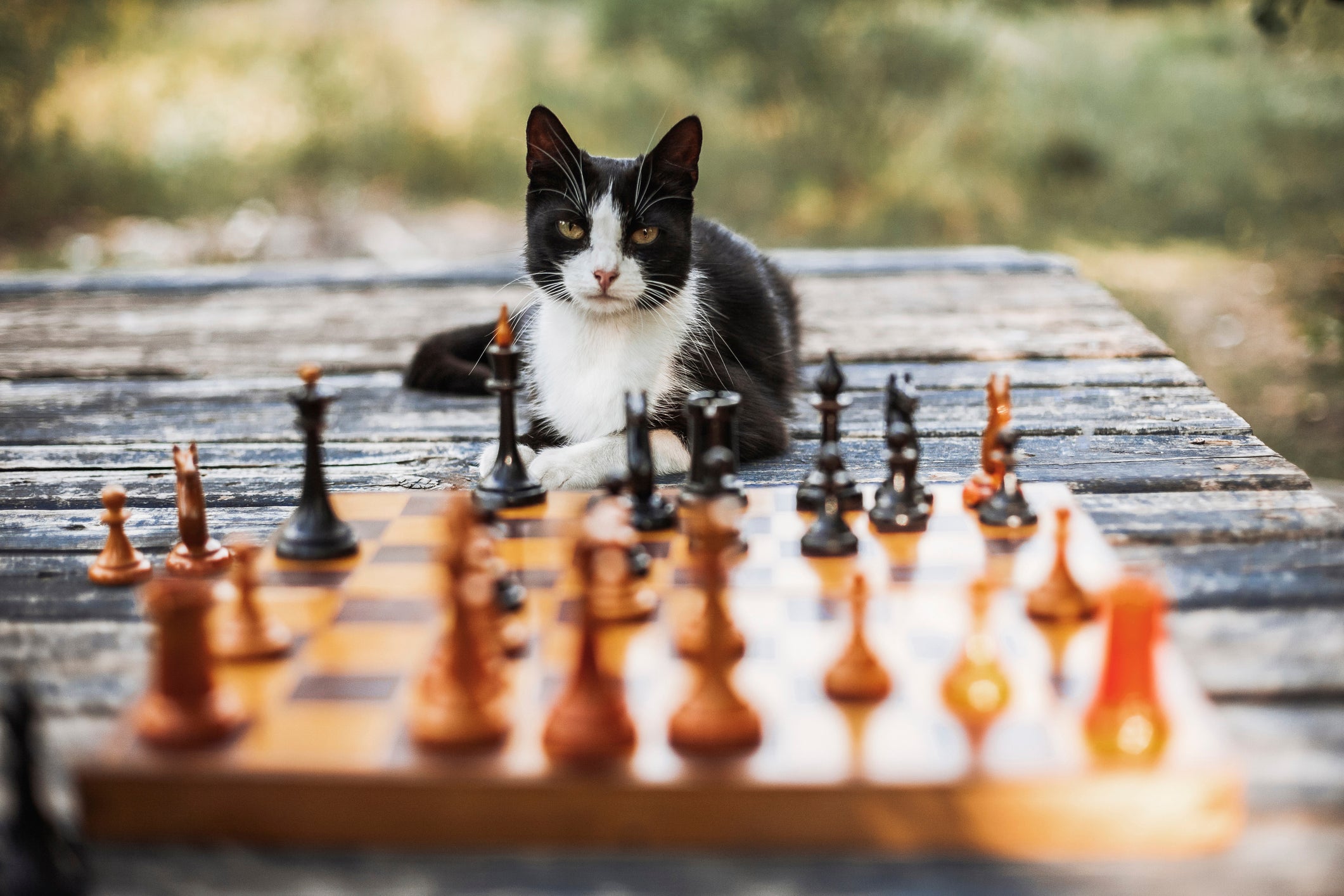 Sabia que o cérebro do gato é mais parecido com o de um humano do que com o de um cachorro?