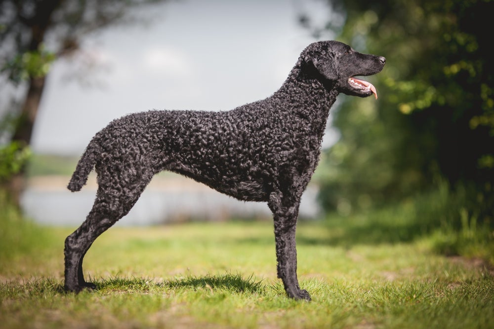 A pelagem cacheada é a maior característica do Curly Retriever