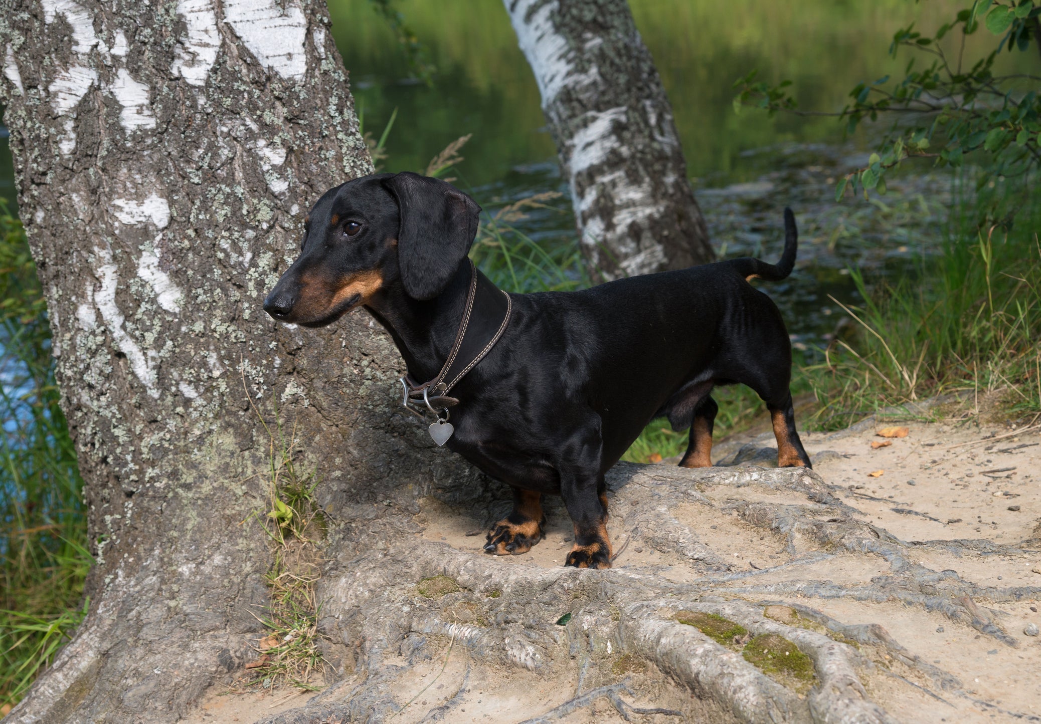 O Dachshund é baixinho, mas cheio de energia 