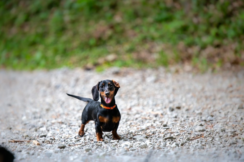 O Dachshund é a raça de pata curta mais popular 
