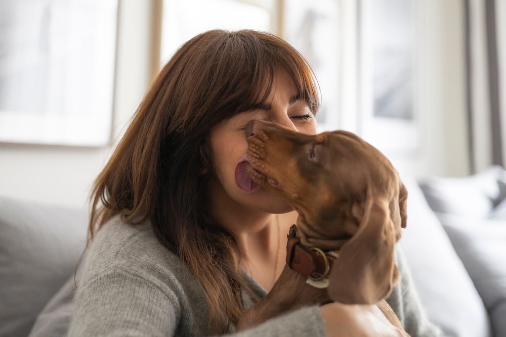 O Dachshund ama um chamego do tutor e tirar bons cochilos