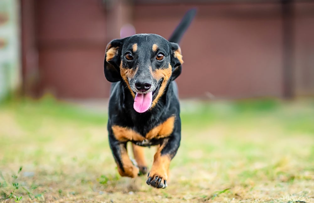 O Dachshund é teimosia em ‘pessoa’