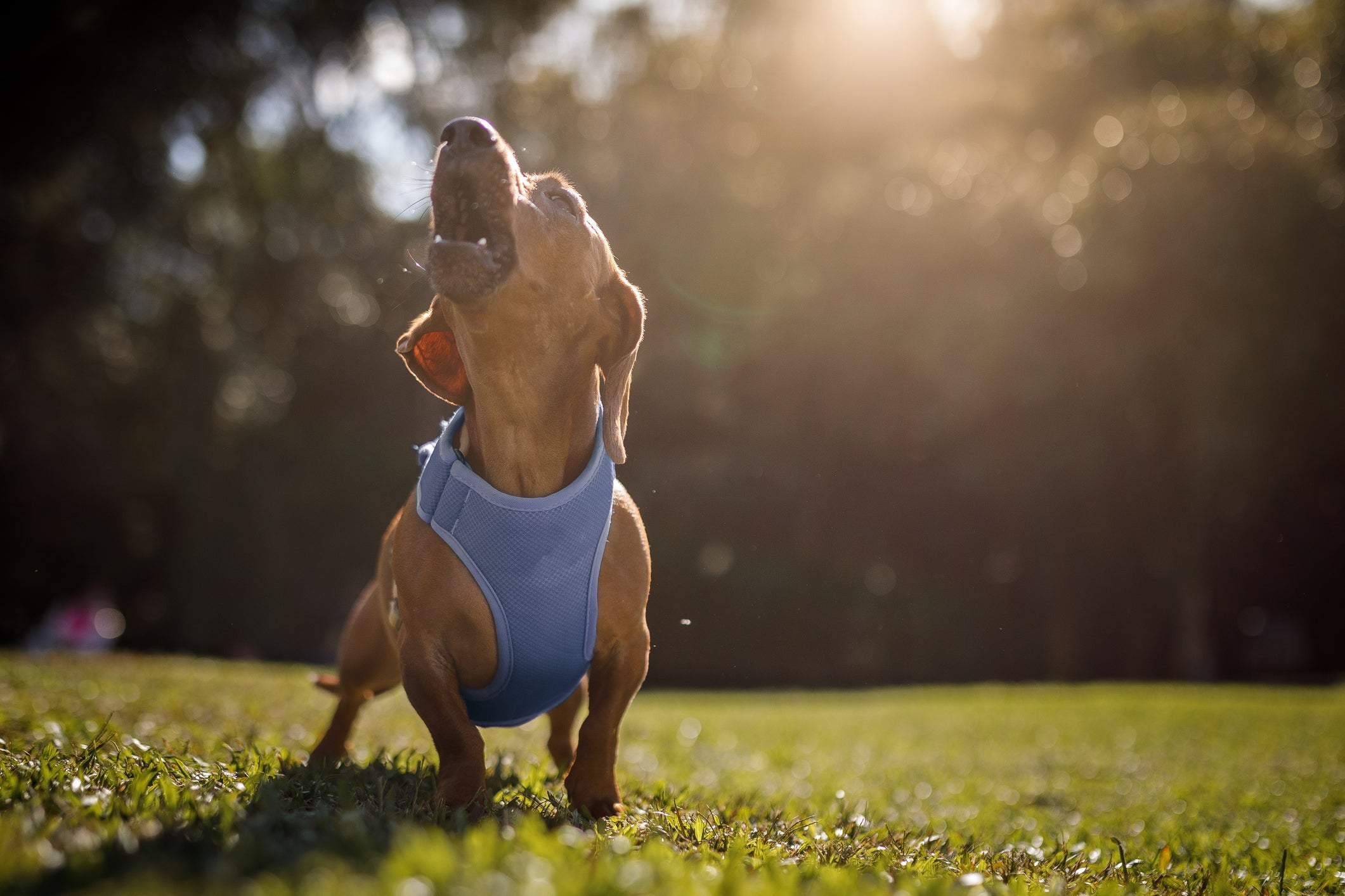 O latido de cachorro Dachshund é forte e profundo