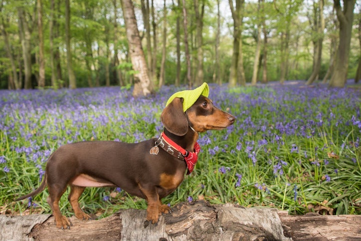 Dachshund: Cachorro com focinho longo e corpo alongado