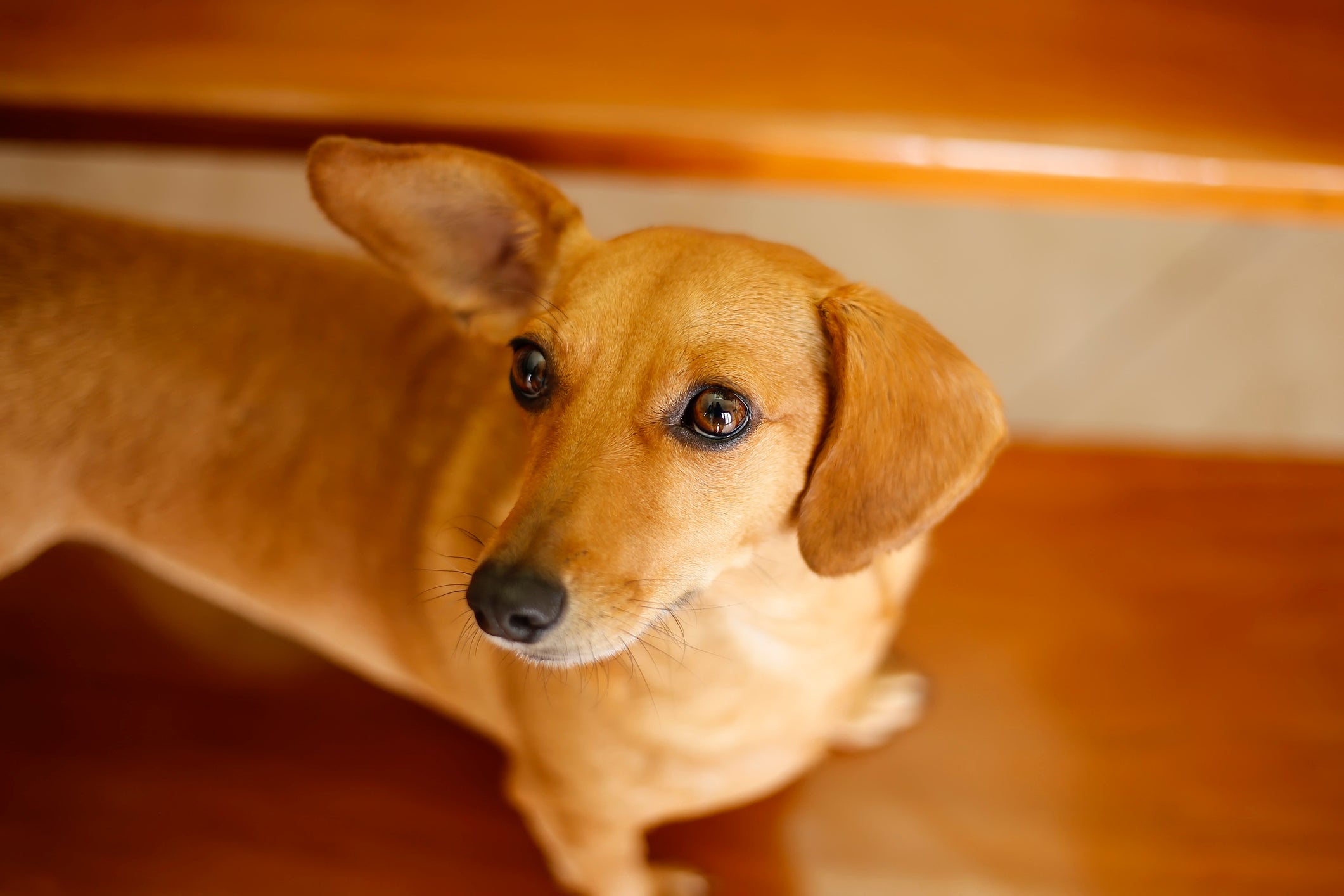 Não existe só Dachshund ruivo e alguns podem ser castanho claro (ou seja, caramelo!)