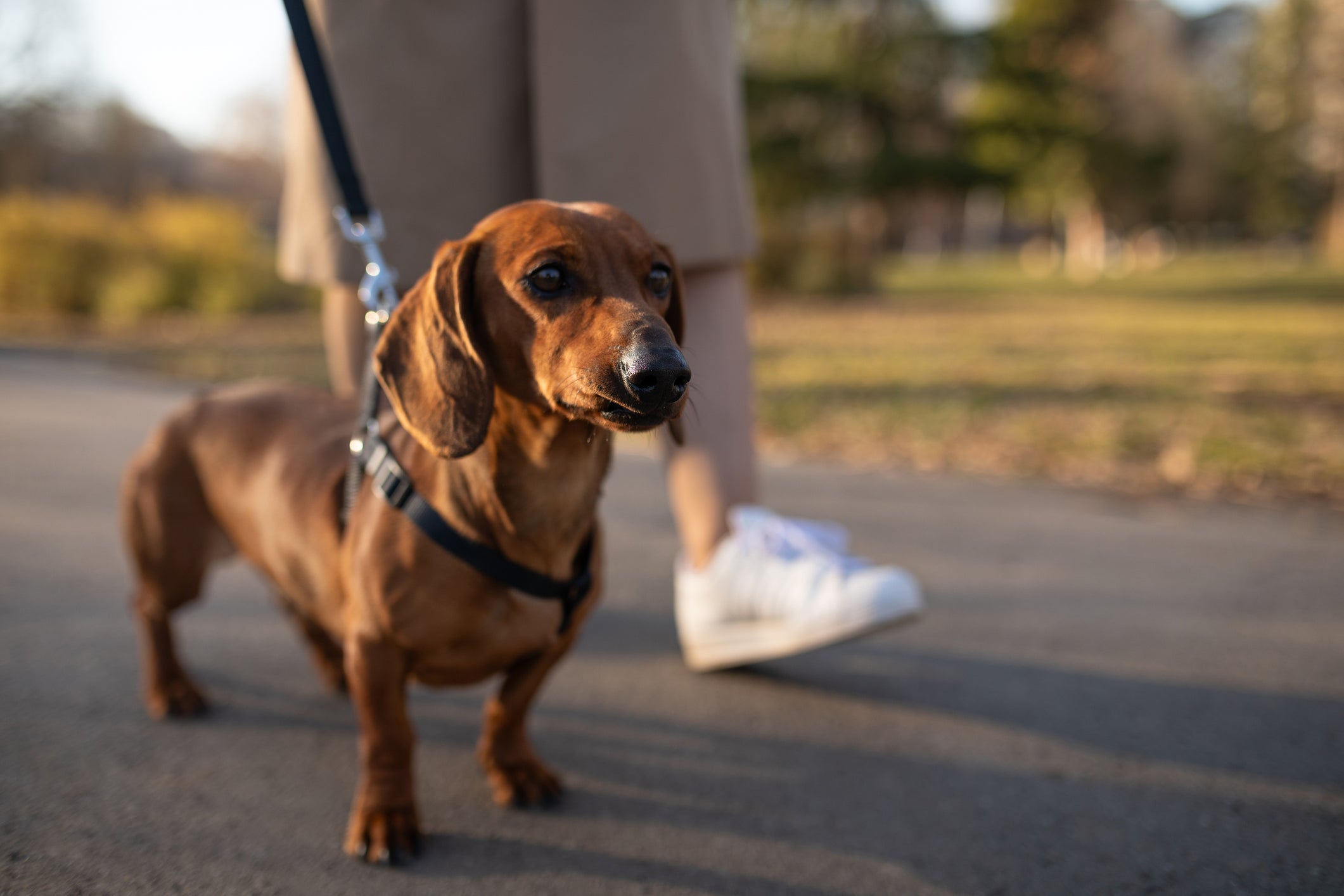 O Dachshund (o famoso cachorro salsicha) está sempre pronto para brincar, mas tambám é um ótimo vigilante