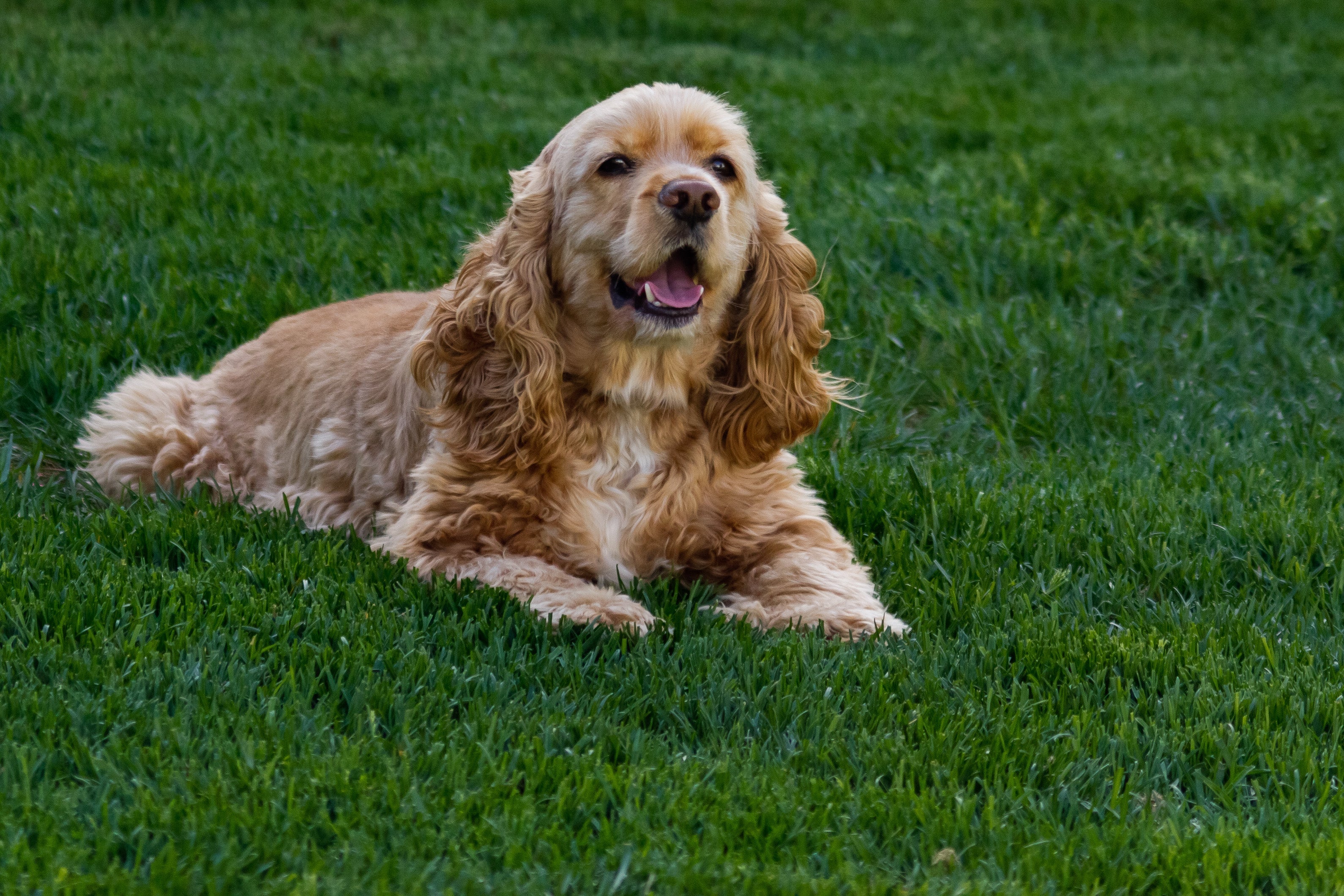 O American Cocker Spaniel tem muita energia e adora brincar com a família