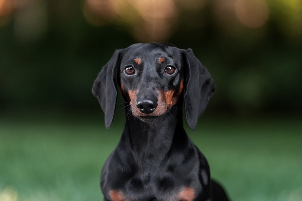 O cachorro Dachshund também se destaca pelas orelhas longas e caídas