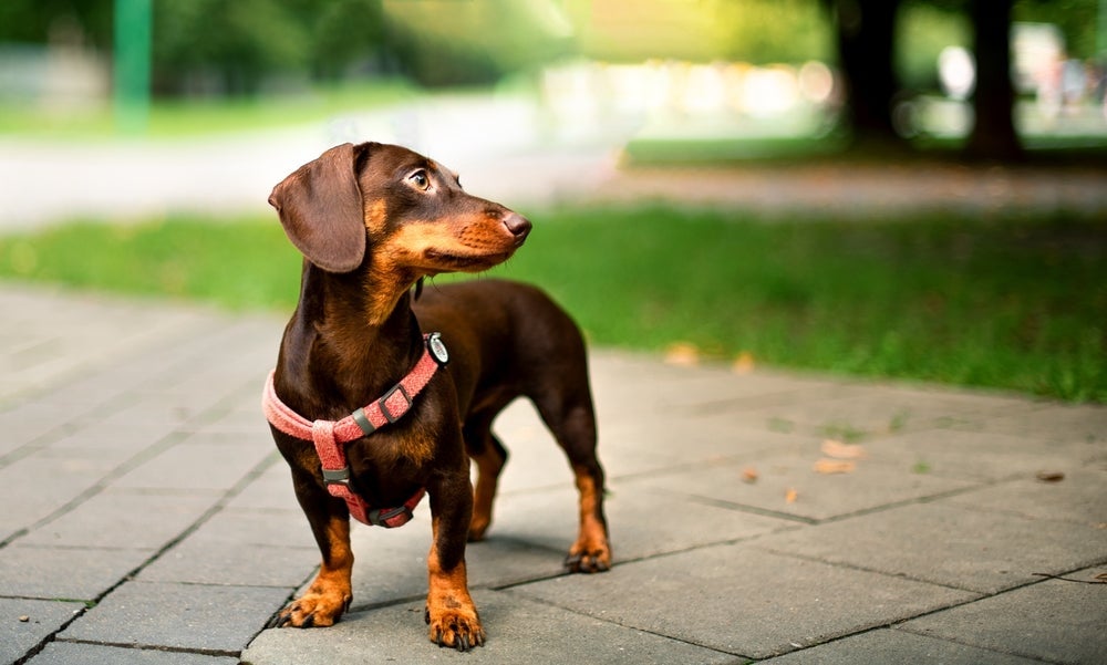 O Dachshund é tão apegado ao dono que pode até ficar ciumento