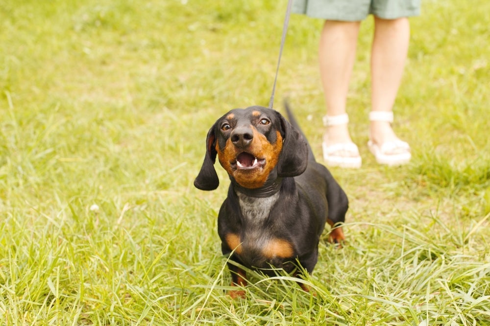 O latido de cachorro Dachshund pode surpreender