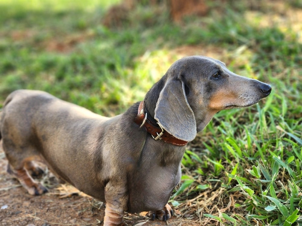 O Dachshund também é chamado de cachorro salsicha