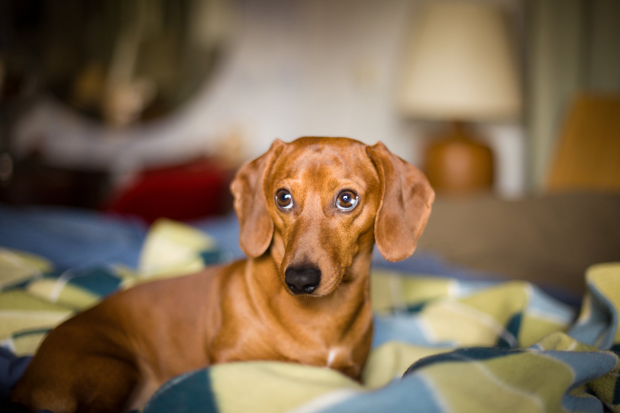 O Dachshund é uma das raças de cachorro mais queridas pelos brasileiros